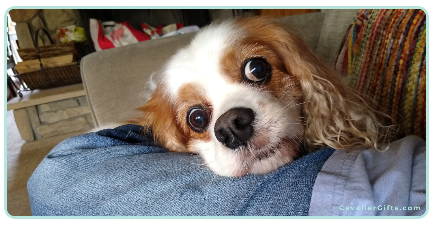 Living with a senior Cavalier King Charles Spaniel