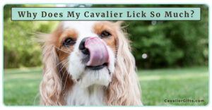 Protected: 1/15/25 Why Does My Cavalier King Charles Spaniel Lick So Much? Here’s What You Need to Know (Early access for our Patreon community)