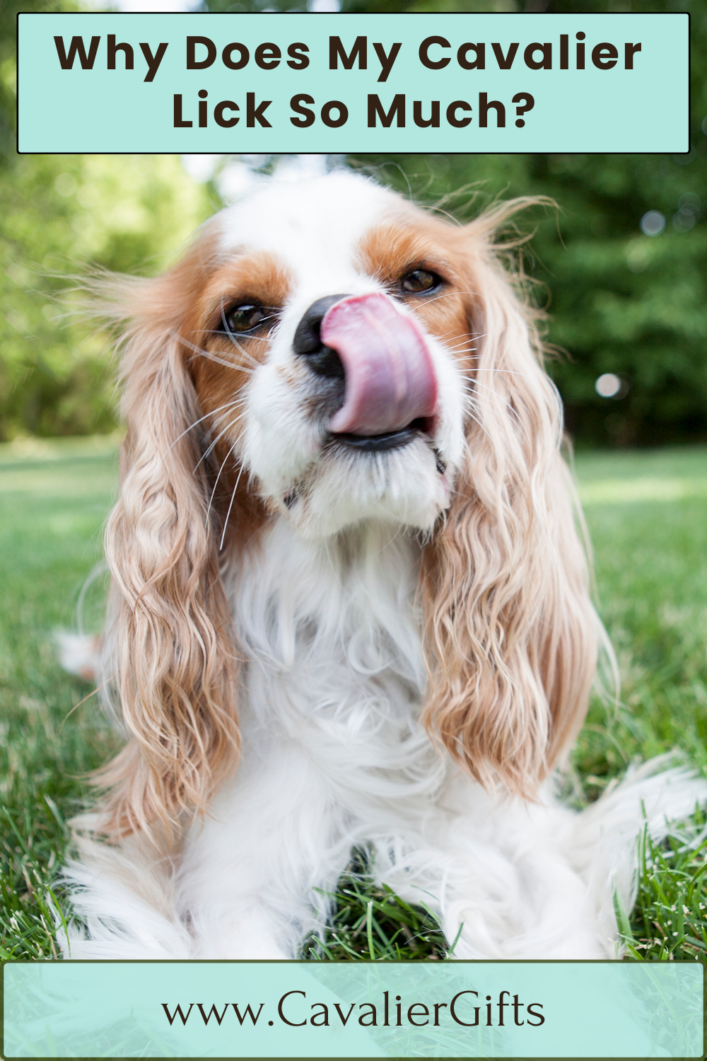 How to stop my Cavalier from licking me. 