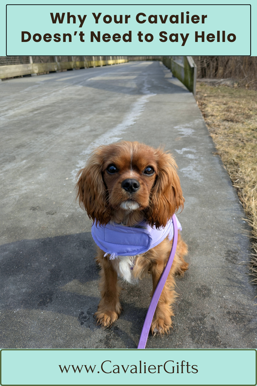 Training a Cavalier King Charles Spaniel 