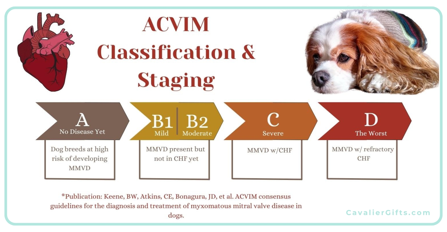 Learn about Mitral Valve Disease (MVD) in Cavaliers, what it is, risk factors, staging, and the best diet & supplements for heart health. #CavalierGifts