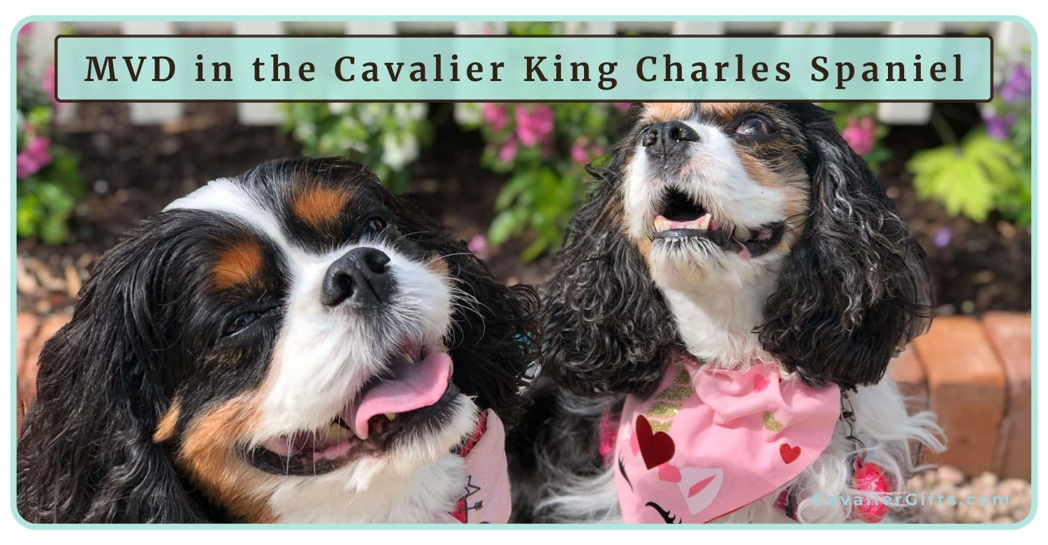 Learn about Mitral Valve Disease (MVD) in Cavaliers, what it is, risk factors, staging, and the best diet & supplements for heart health. #CavalierGifts