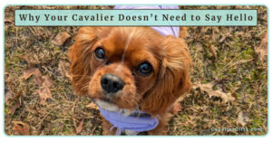 Why Your Cavalier King Charles Spaniel Doesn’t Need to Say Hello to Everyone or Every Dog (Early access for our Patreon community)