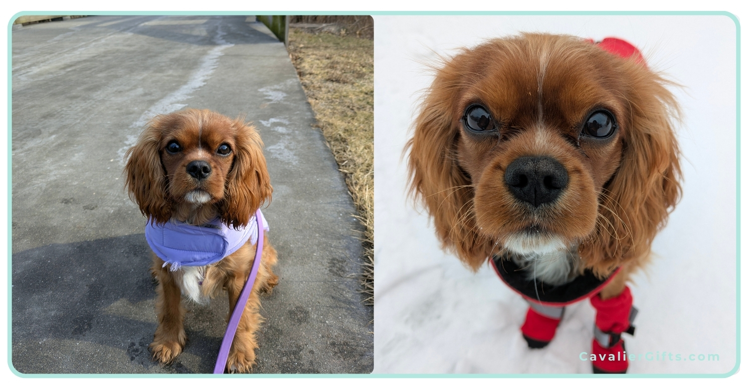 Training a Cavalier King Charles Spaniel