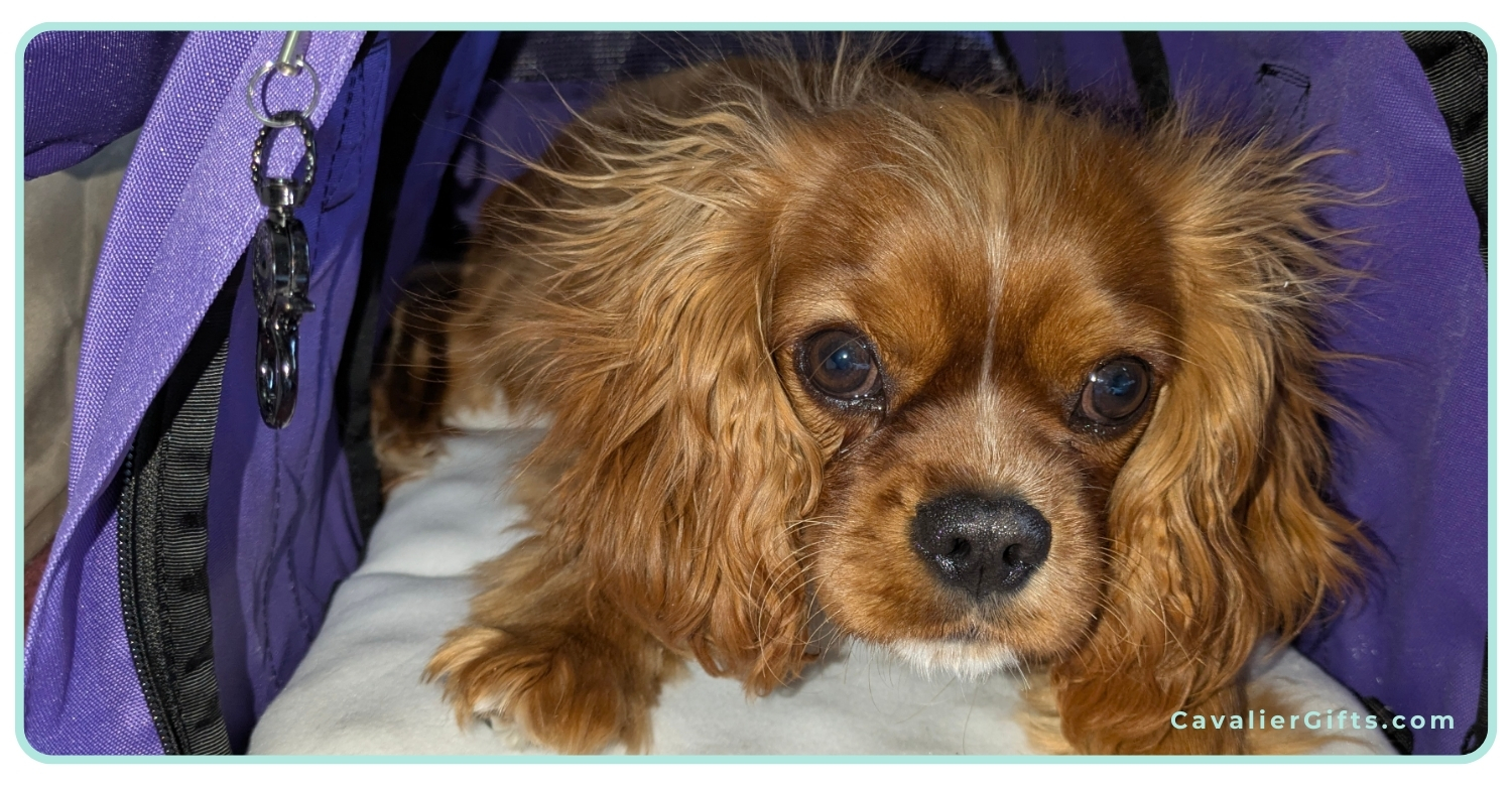 Training a Cavalier to travel in a crate.