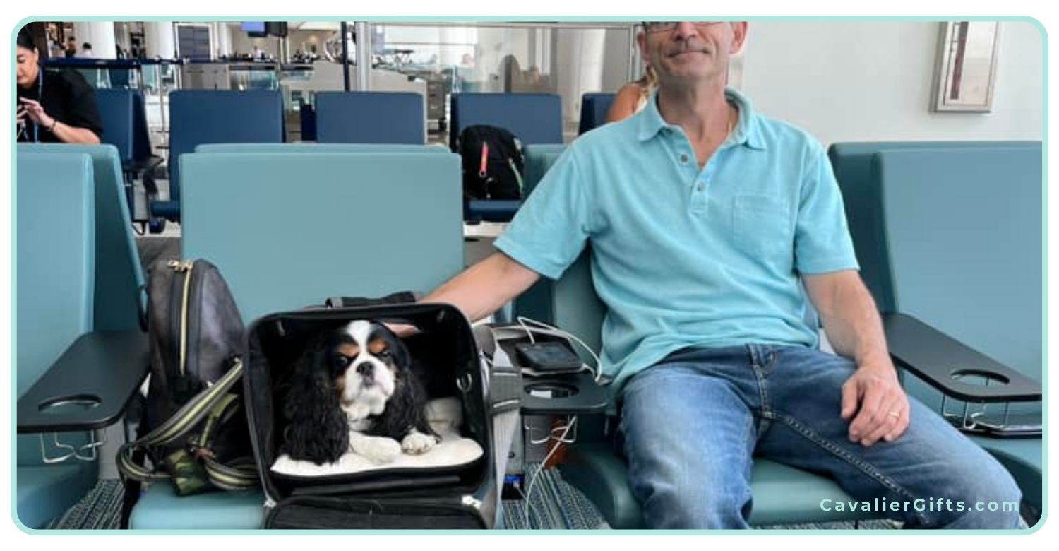 Flying with a Cavalier King Charles Spaniel