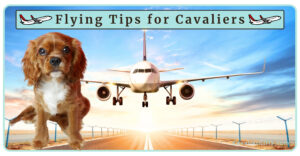 Preparing Your Cavalier King Charles Spaniel for Air Travel (Early access for our Patreon community)