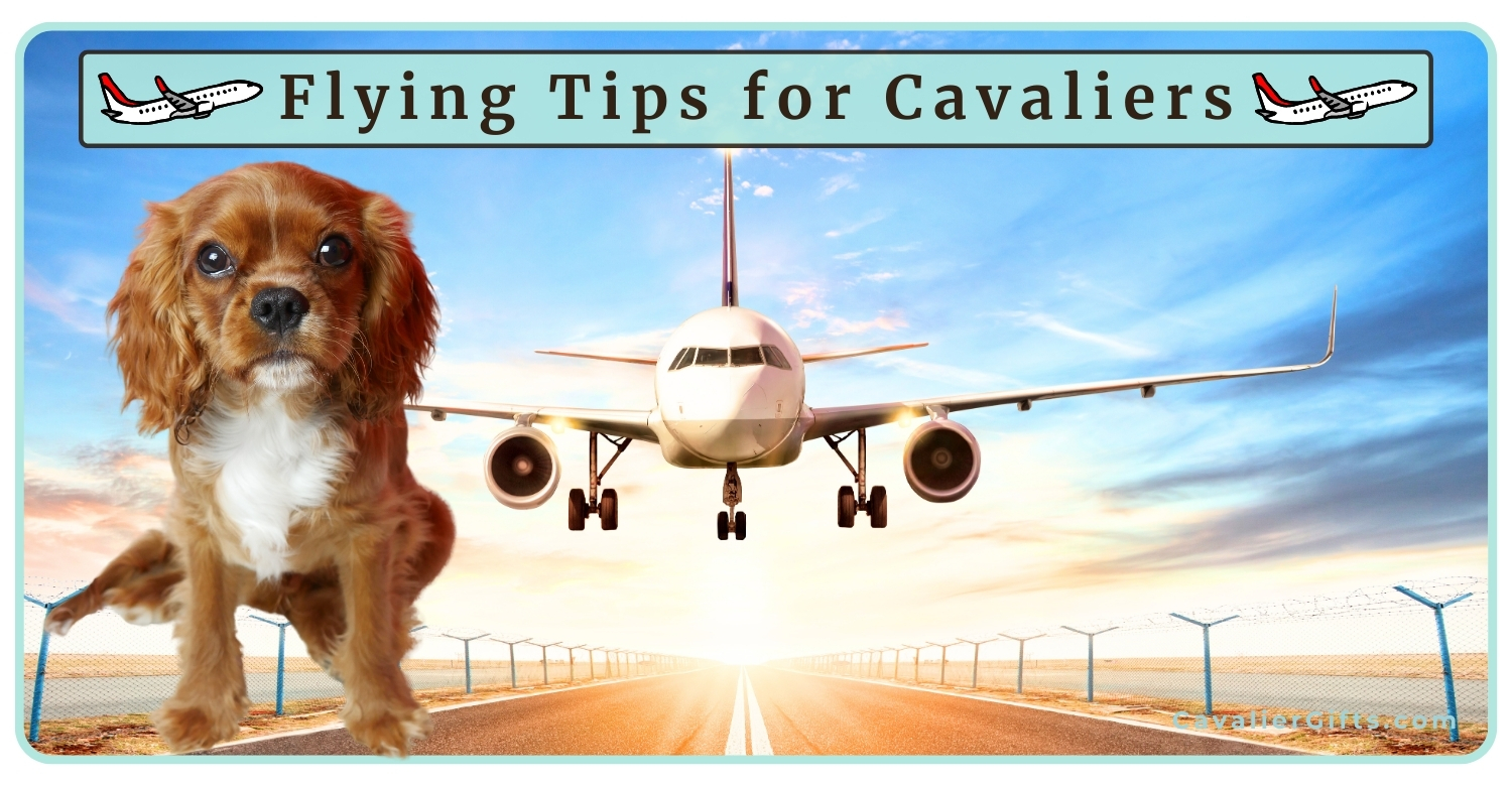 Tips for flying with dogs