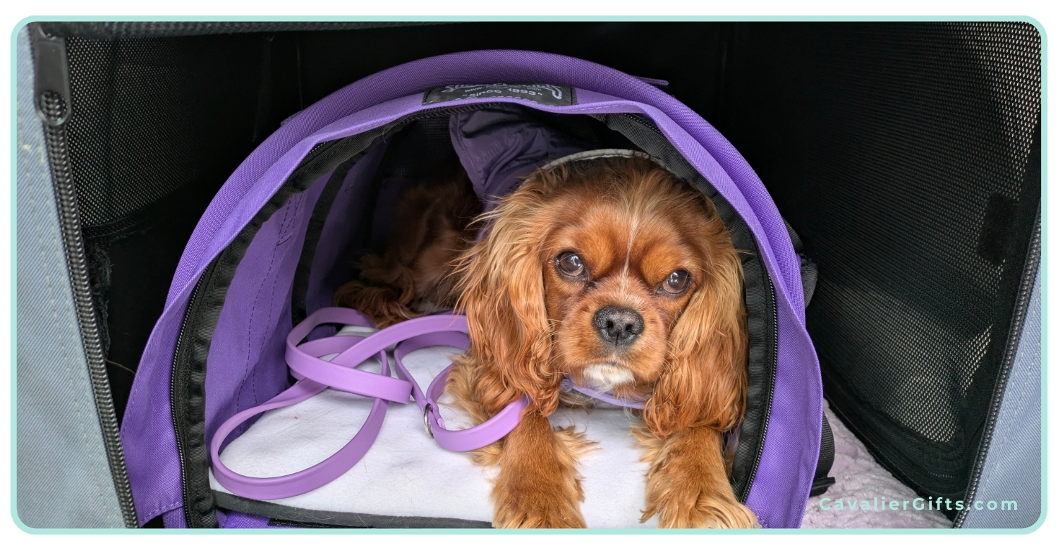 Crate training a Cavalier