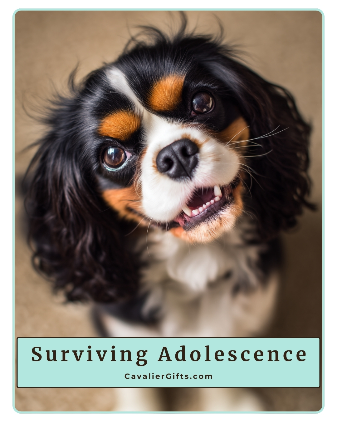 Surviving Your Cavalier King Charles Spaniel’s Adolescence | At What Age Do Cavaliers Calm Down? (Early access for our Patreon community)
