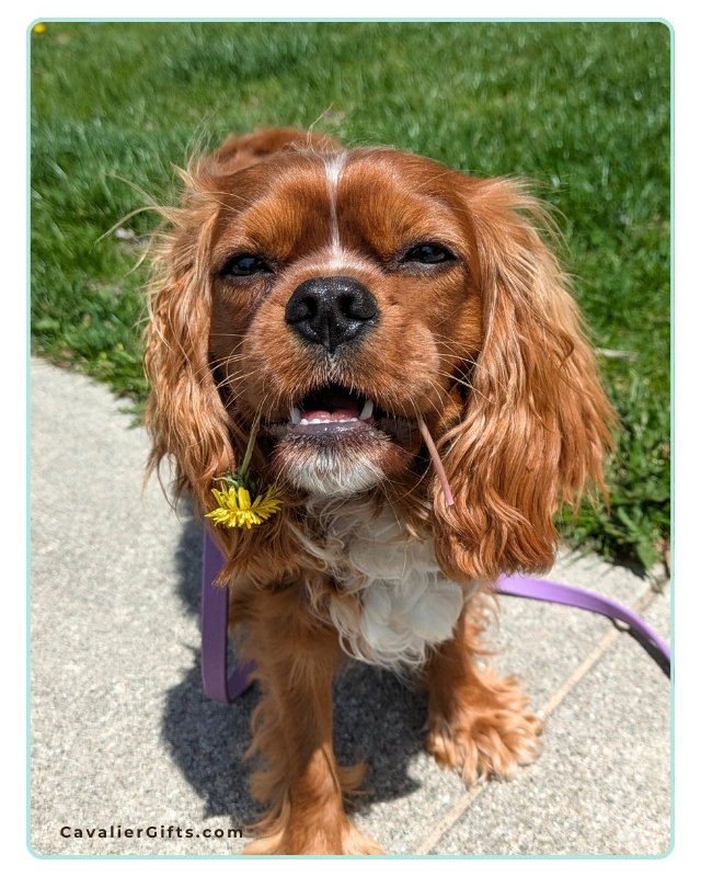 Why Your Cavalier Puppy Is Acting Crazy: Understanding and Loving the Adolescent Stage #CavalierGifts