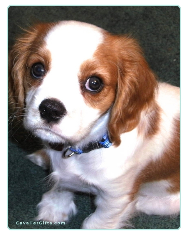 Why Your Cavalier Puppy Is Acting Crazy: Understanding and Loving the Adolescent Stage #CavalierGifts