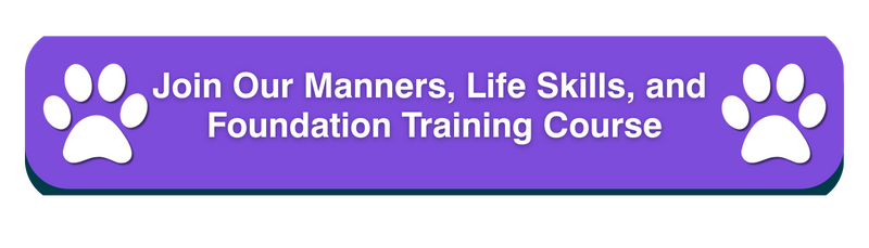 Help your Cavalier King Charles Spaniel build calm routines, life skills, and confidence through positive training. #CavalierGifts