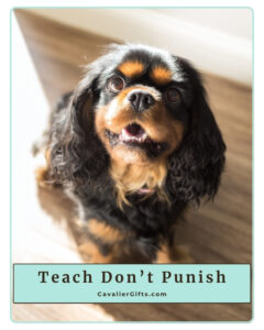Protected: 5/21/25 What Is Positive Reinforcement Dog Training? Why It Works for Cavalier King Charles Spaniels and All Breeds (Early access for our Patreon community)