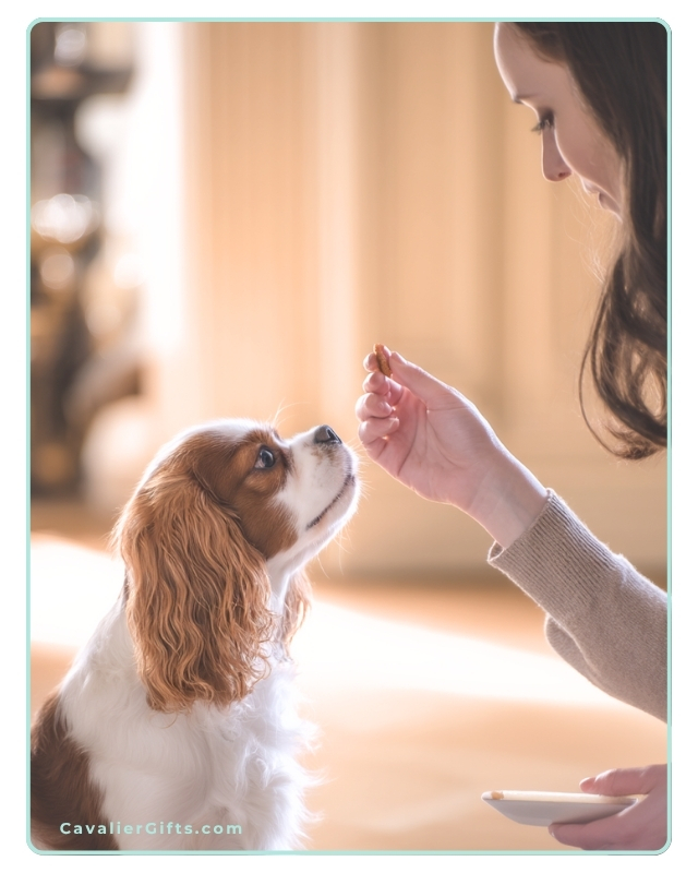 Training your Cavalier King Charles Spaniel