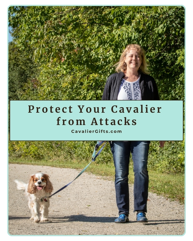 Protect your Cavalier from off leash dogs with smart safety tools, practical training, and gentle steps to rebuild trust after a dog attack. #CavalierGifts
