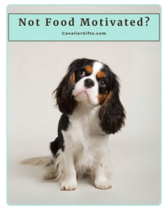 Protected: 6/18/25 Why Your Cavalier King Charles Spaniel Might Not Be Food Motivated (Early access for our Patreon community)